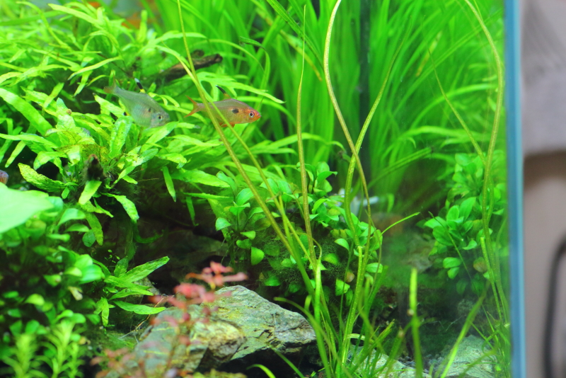 植栽から184日目　エキノドルス　アングスティフォリウス